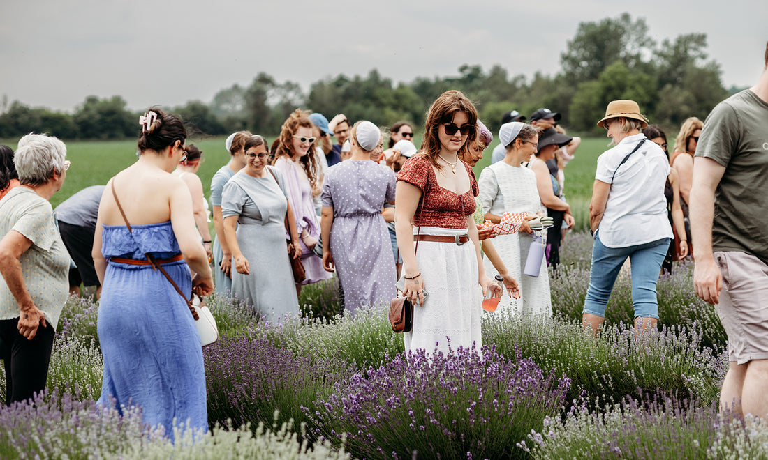Group of 20 people stand between rows of blooming lavender looking down at plants and smiling
