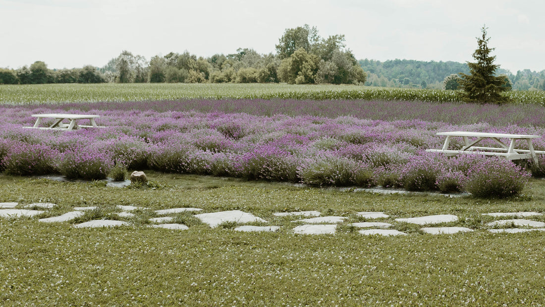 Stone pathway in grass with purple blooming lavender field and trees in background