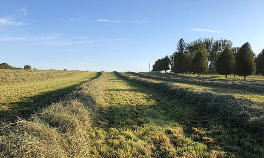 Large mounds of green hay on a field on a hill with tree shadows cast along the field. Blue sky.