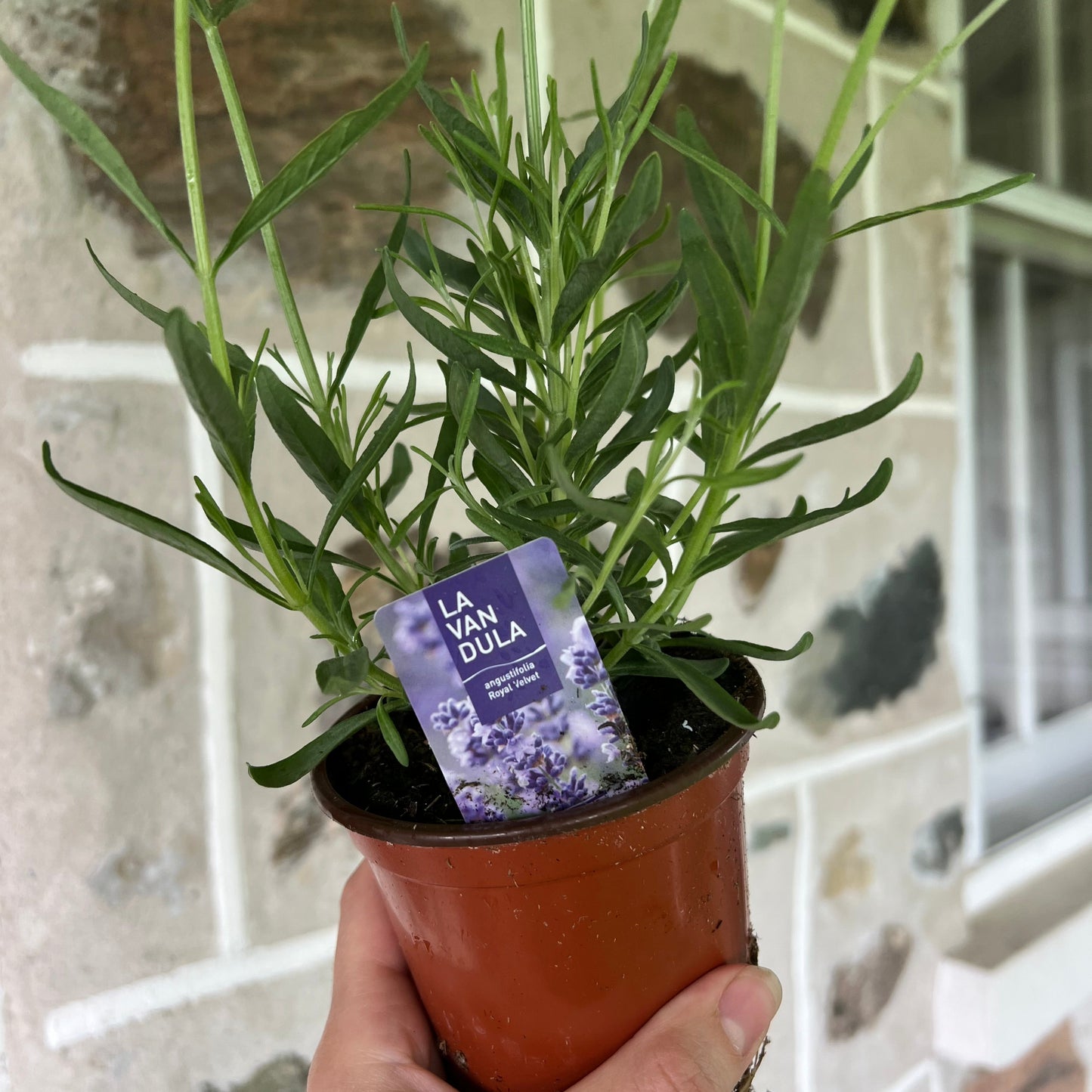 Hand holding lavender plant in pot with Royal Velvet tag