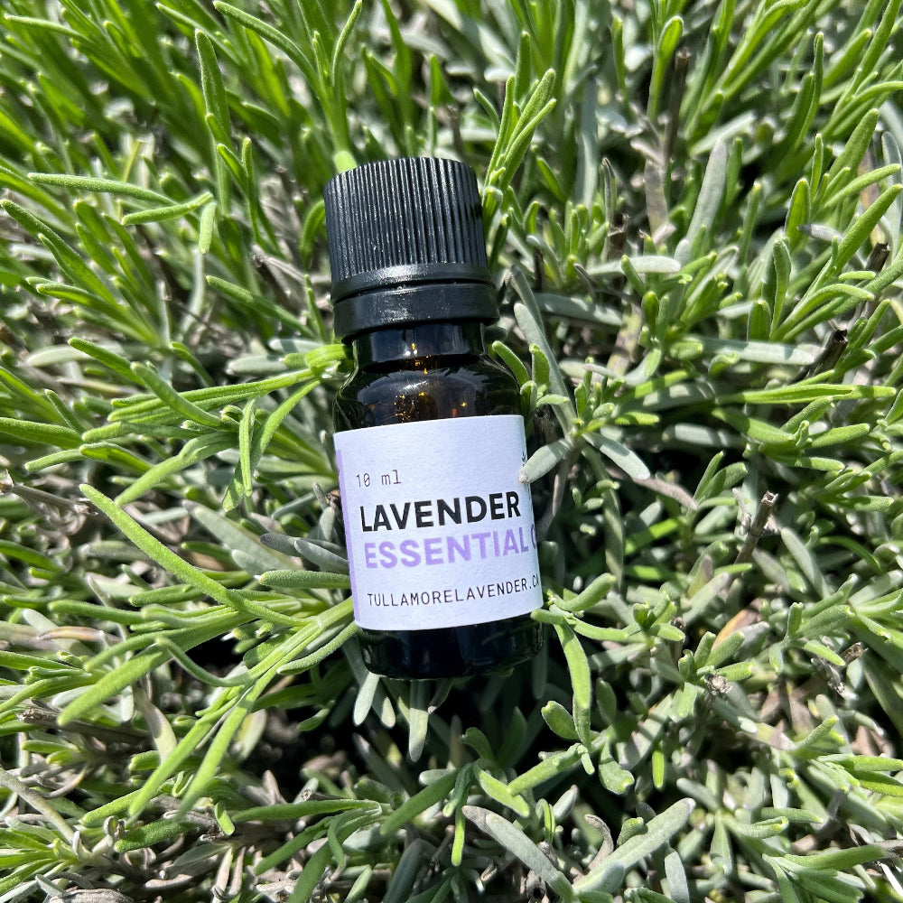 Small glass bottle with label "10 ml Lavender Essential" lays in green plant leaves