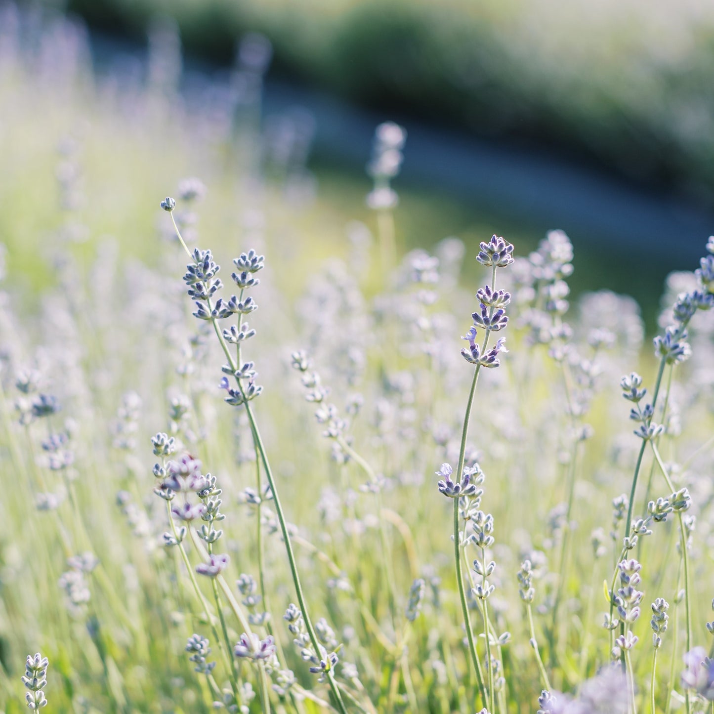 Light purple lavender buds on green plants
