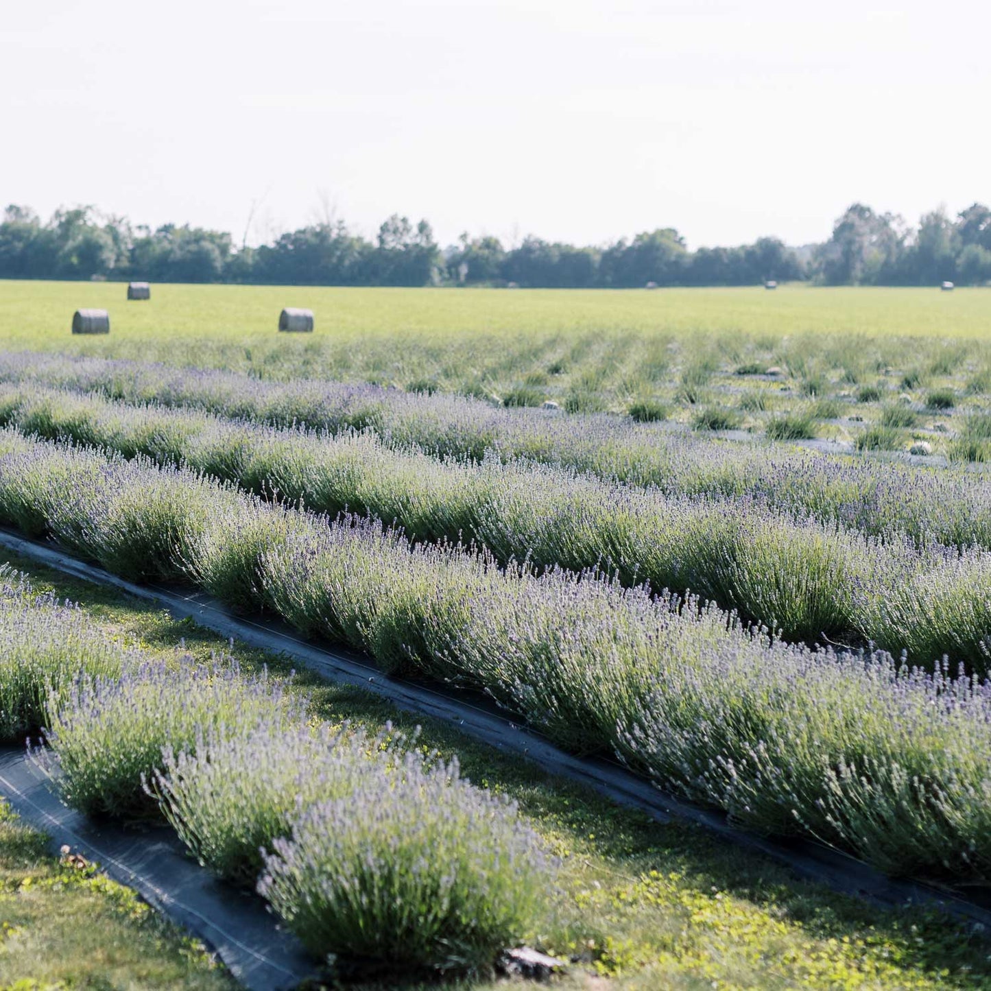 Rows of light purple lavender plants with green fields in distance