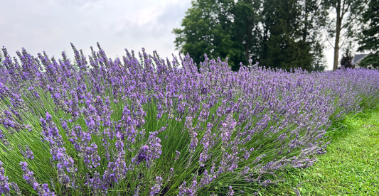 Special Events + Sales for the Final Week of our 2026 Lavender Bloom