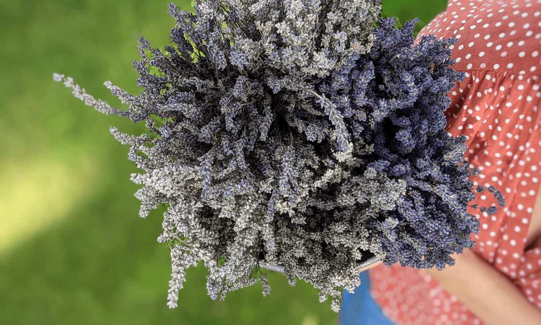 Shades of purple and grey lavender bunched together and viewed from above