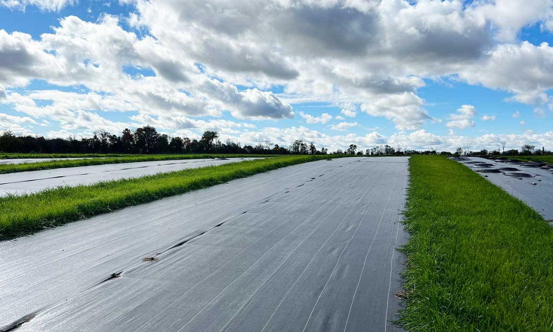 Clouds in a blue sky; large rows of black plastic fabric on the ground; grass growing between the rows of plastic