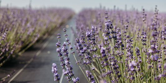 Blooming purple lavender plants growing in plastic ground cover