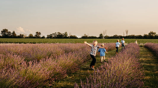 Five young boys run through purple rows of lavender excitedly