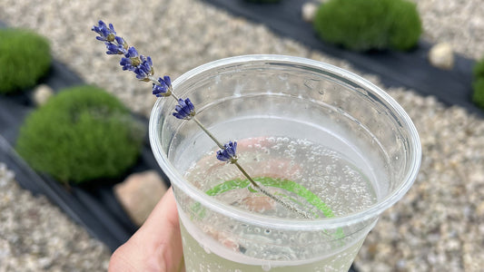 Clear cup with bubbly water and purple lavender stem held over rows of green lavender plants and stone pathways