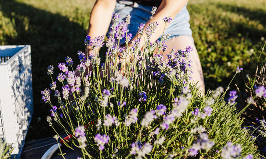 White woman's hands and arms disappear behind a purple and green blooming plant
