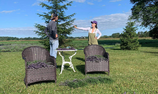 Stephanie points to Steve with lavender stacked on chairs in front