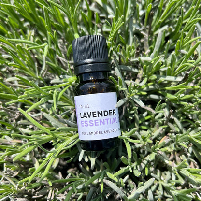 Small glass bottle with label "10 ml Lavender Essential" lays in green plant leaves