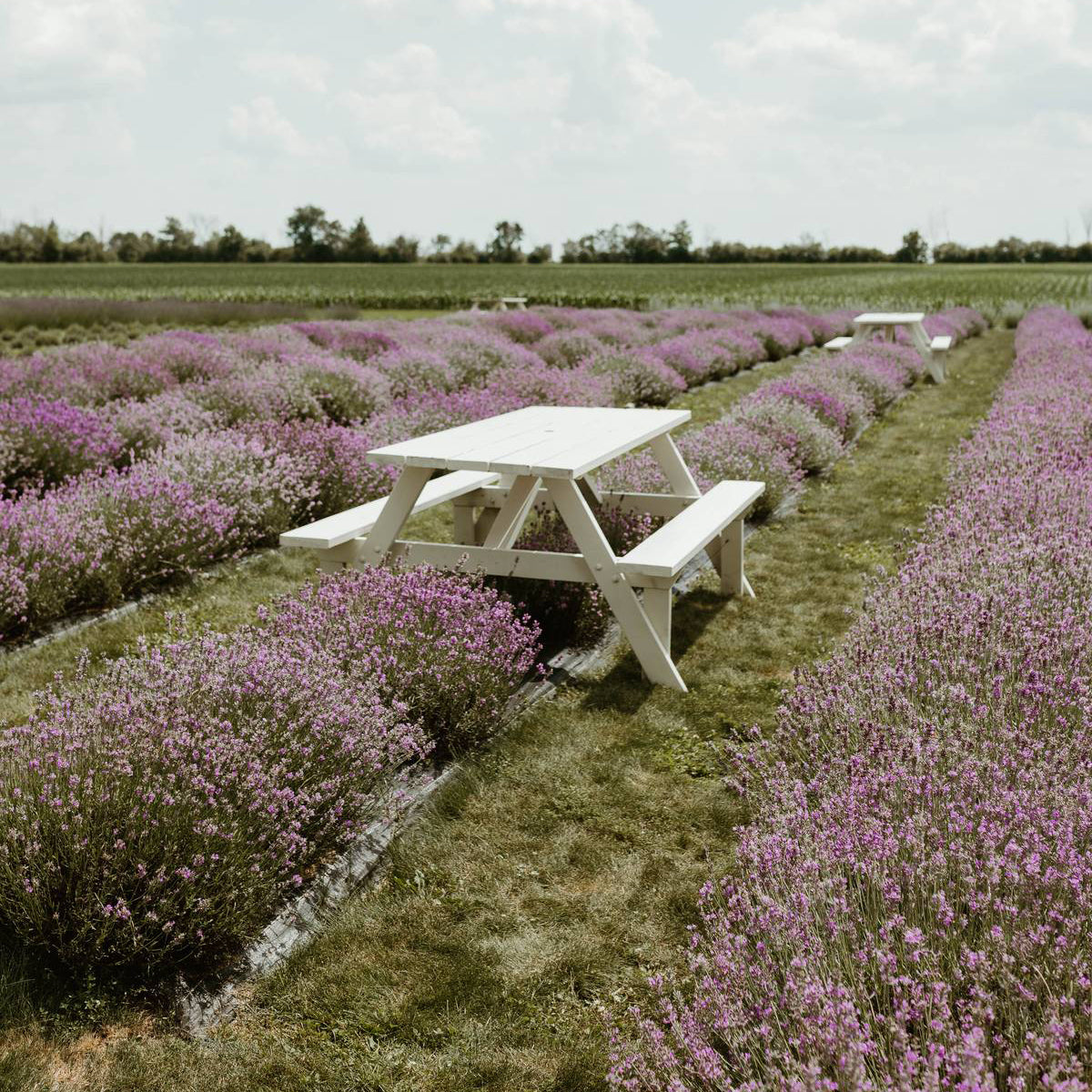 Golden Hour Picnic in the Lavender