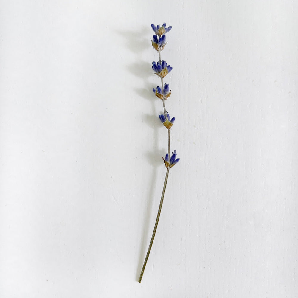 Single stem of dried lavender; buds are a deep purple blue