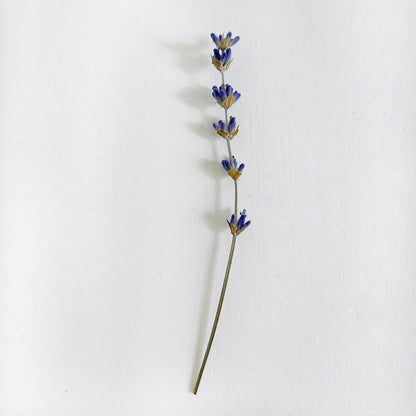 Single stem of dried lavender; buds are a deep purple blue