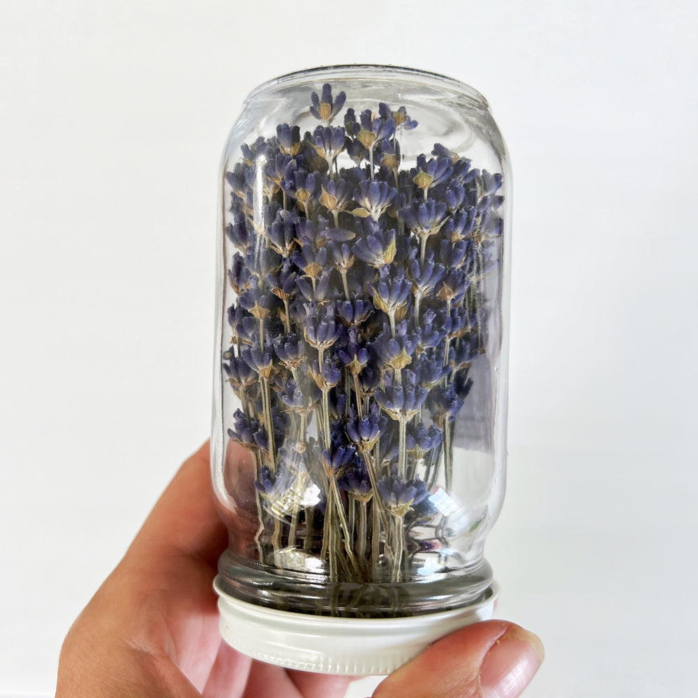 White hand holds small glass jar filled with deep purple lavender stems