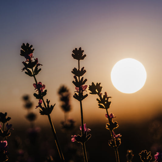 Silhouette of lavender blooms in front of setting sun