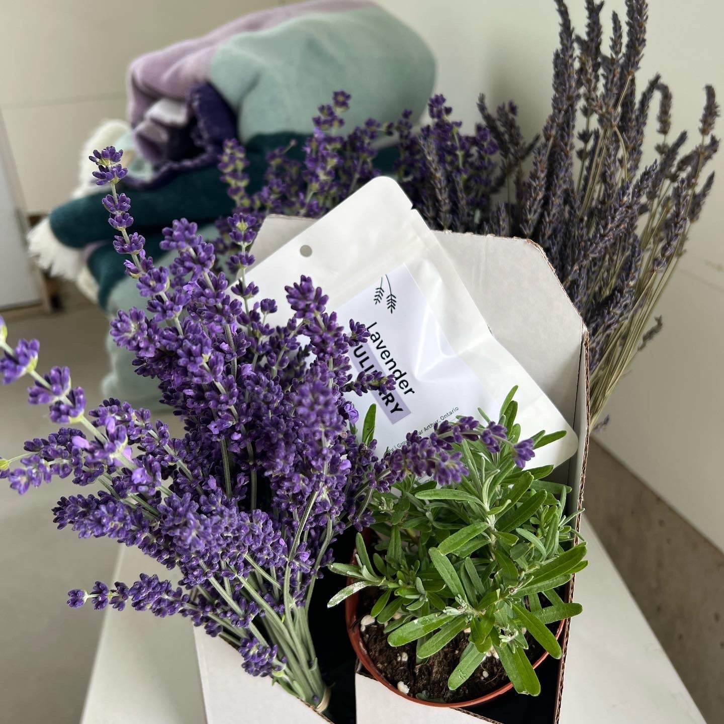 White box full of freshly cut purple lavender, dried lavender bunches, a green plant and a white package that says “Culinary Lavender”.