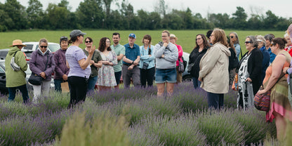 Group of people standing in a lavender field with cars and trees in the background