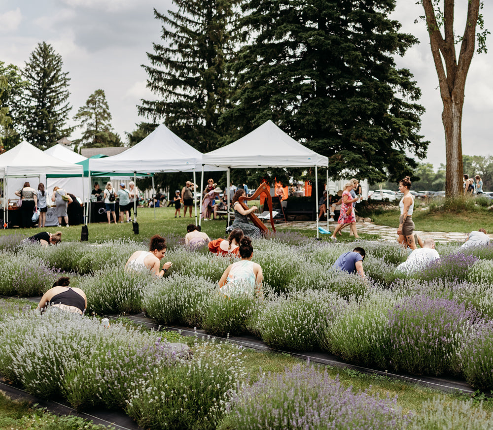 People sitting in rows of lavender white white market tents behind them. 