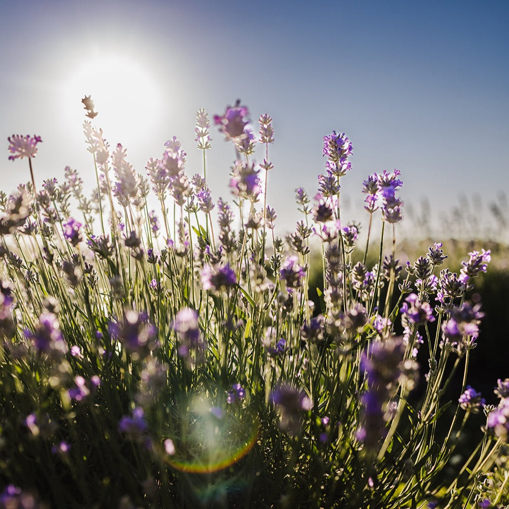 Sun beam shines through purple blooming lavender plant