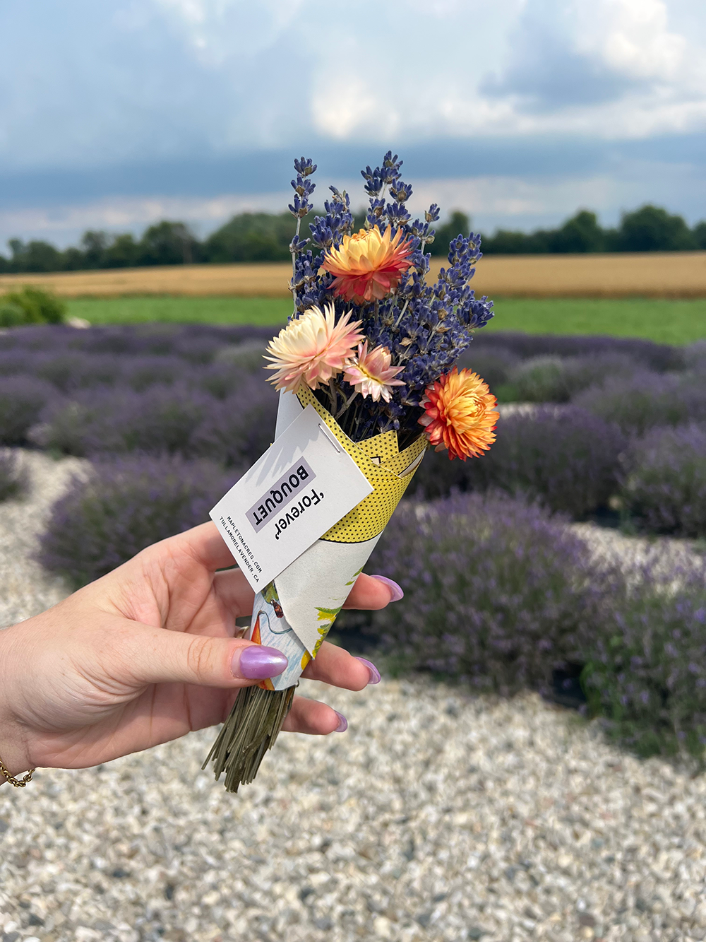 A hand holding a small bouquet of dried flowers, including orange strawflowers and lavender, wrapped in a white paper tag that reads 'bouquet', with a blurred lavender field in the background.