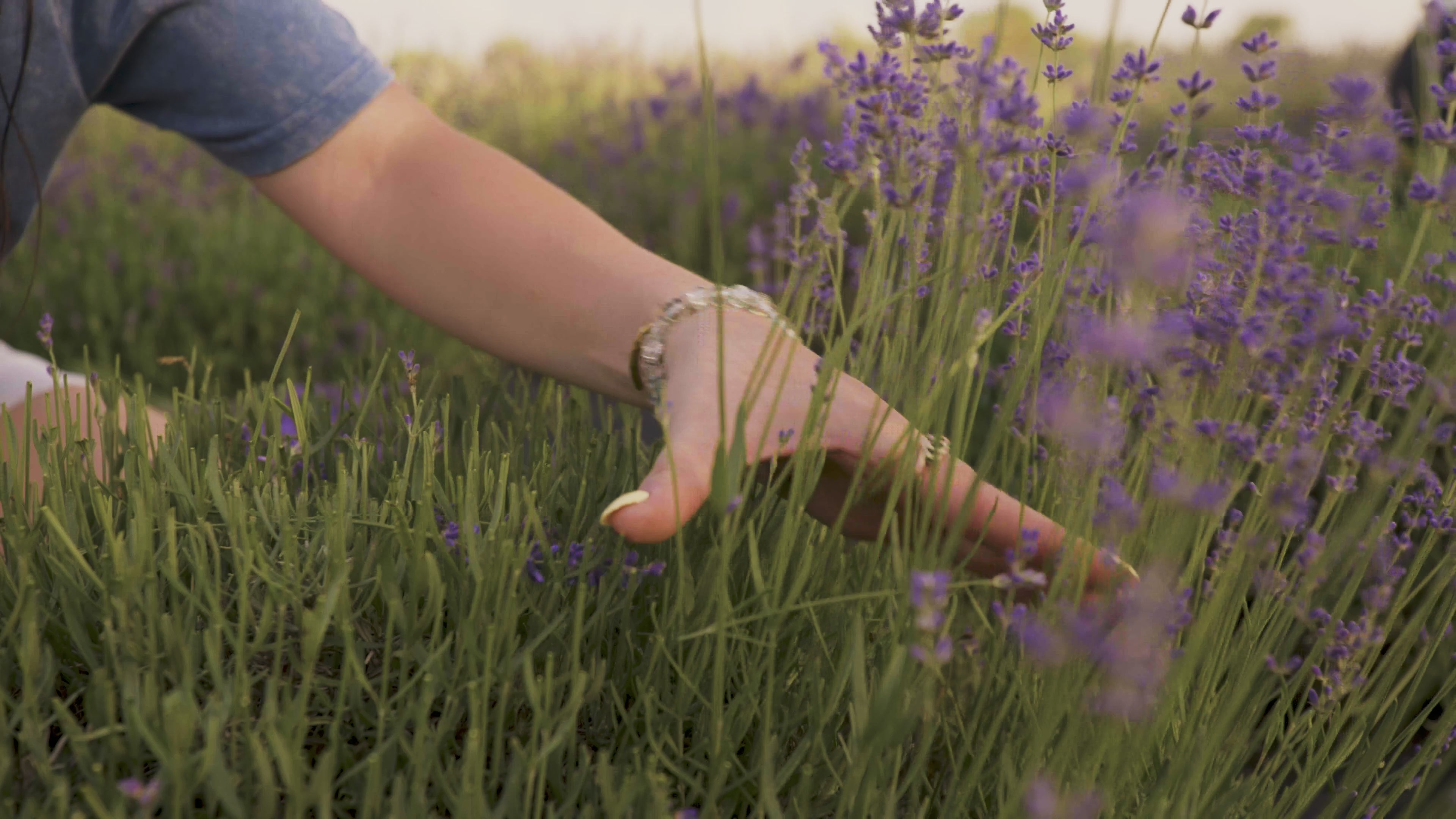 Load video: Woman's hands harvest green and purple lavender stems with snips