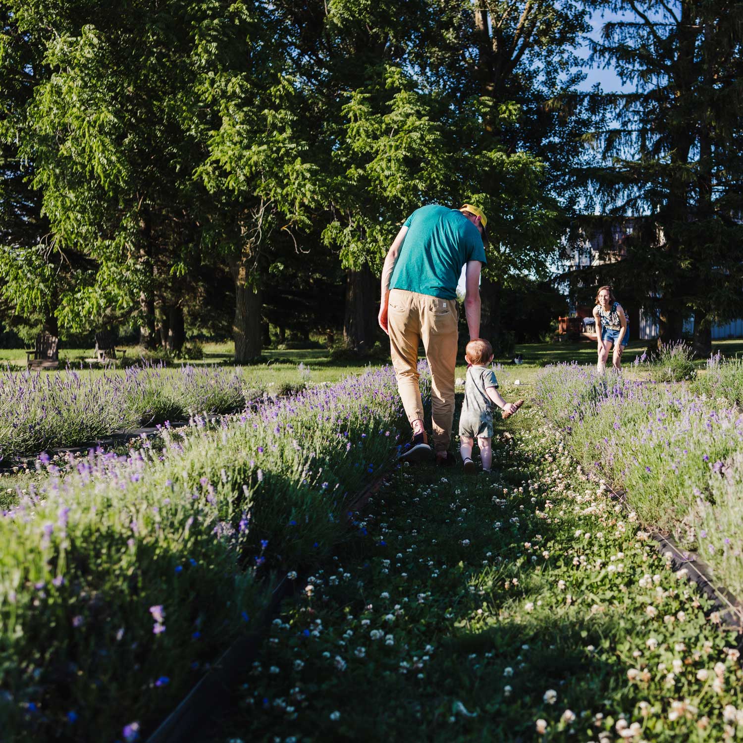 Tall dad holds hand of small toddler walking toward mom in distance. Purple and white blooming plants around them.