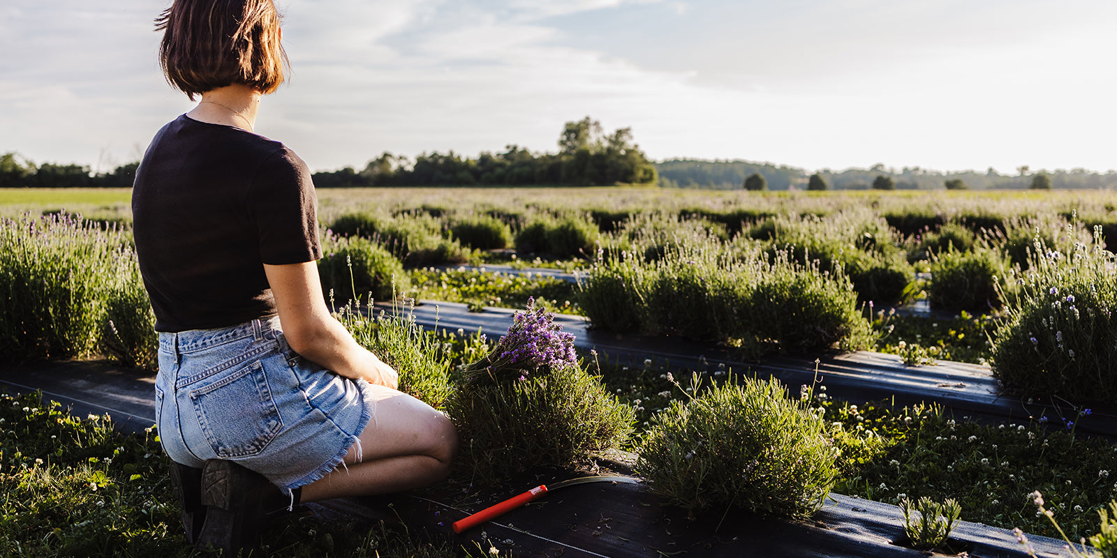 Stephanie sits looking out at rows of green lavender plants
