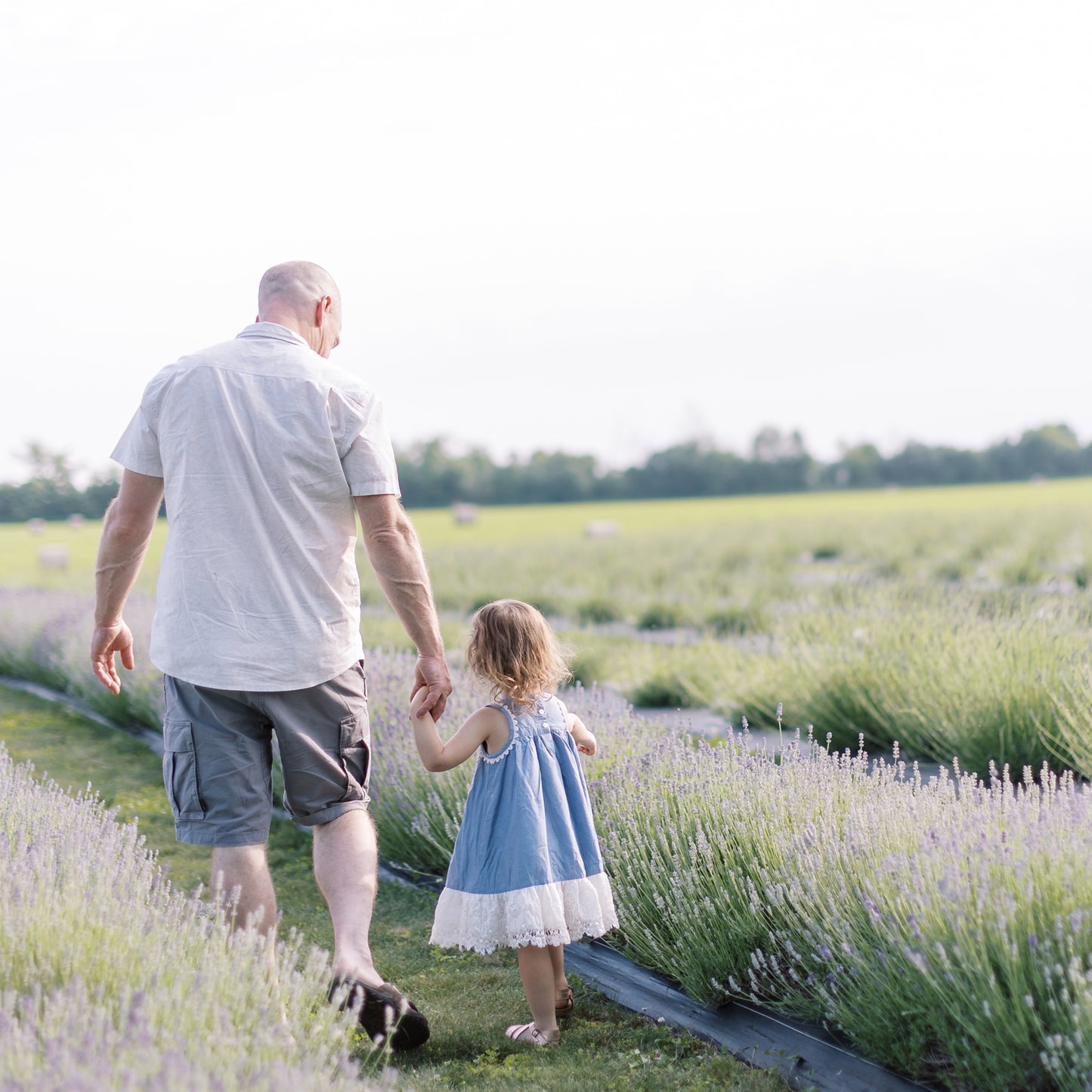 White man holds small child's hand while walking through rows of soft purple lavender blooms