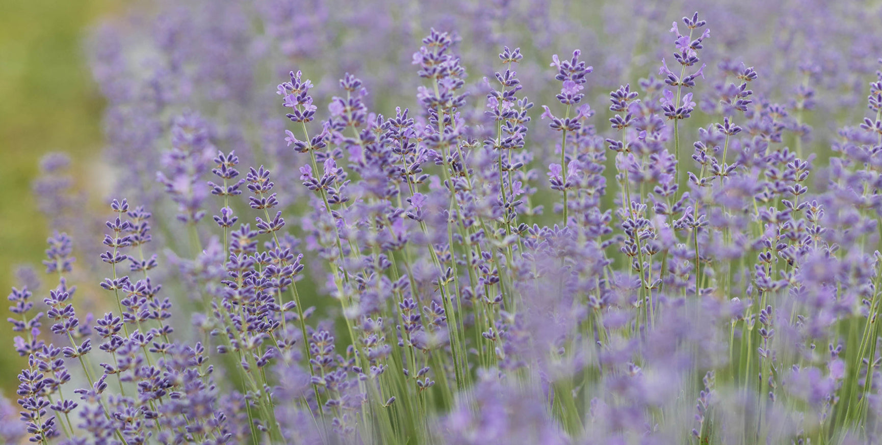 Close up photo of purple lavender buds blooming, some in focus and some out of focus