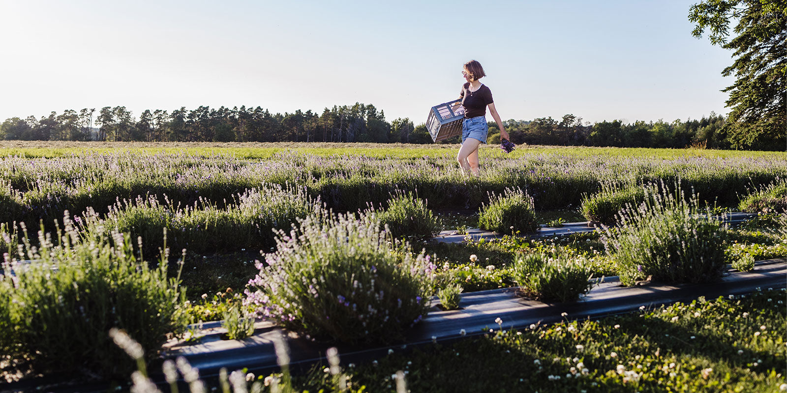 Stephanie walks through field of lavender plants blooming