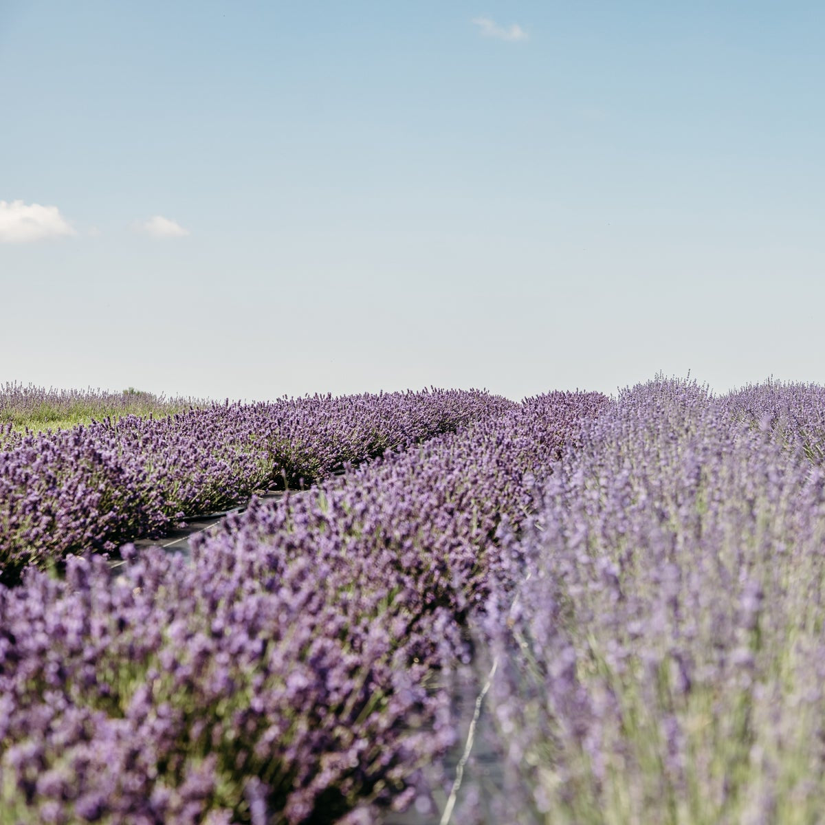 Rows of purple lavender on a hill, blue sky in background