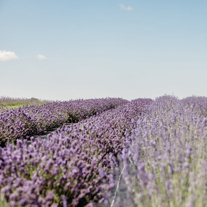 Rows of purple lavender on a hill, blue sky in background