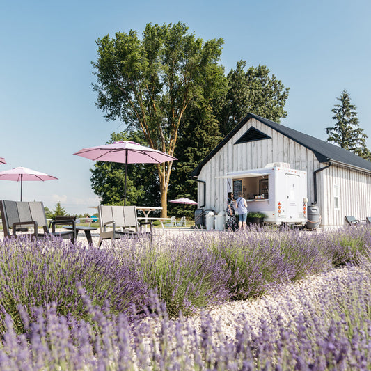 White barn with people and umbrellas in a lavender field