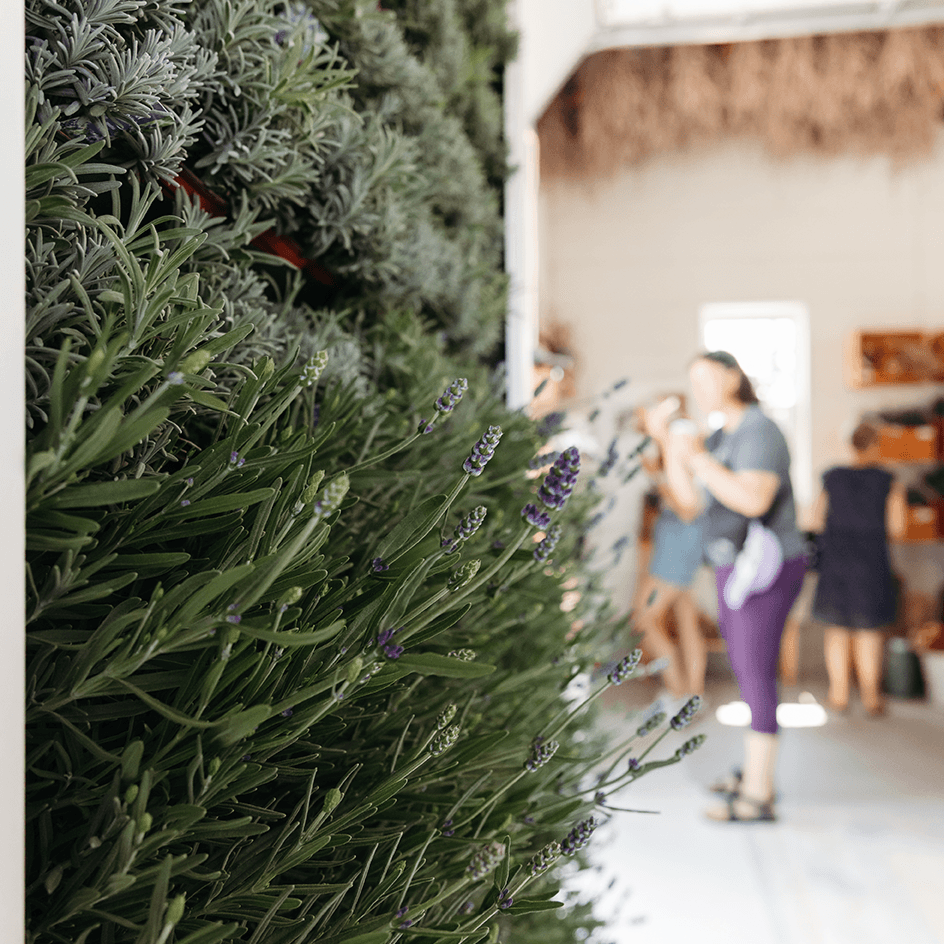 Lavender plant wall with people in backgorund