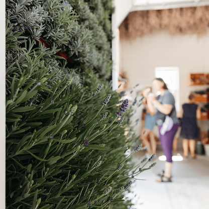 Lavender plant wall with people in backgorund