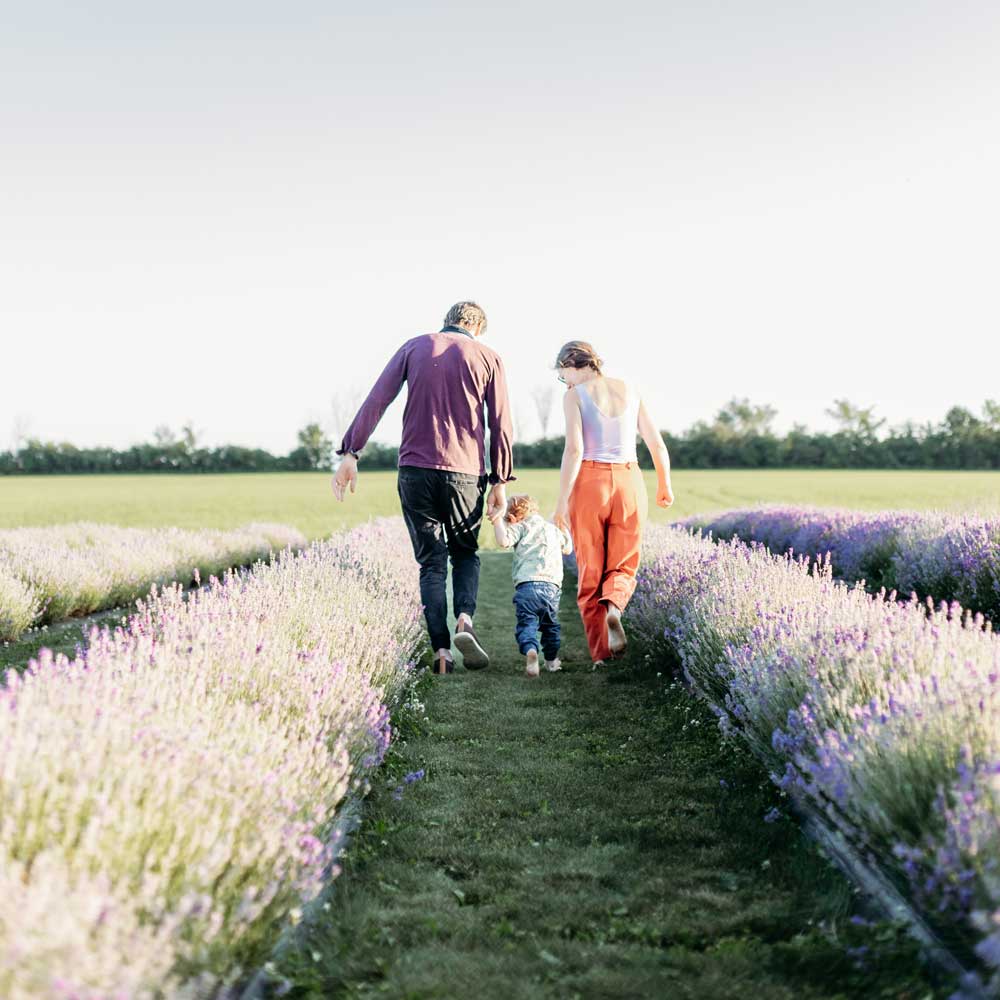 Man and woman hold hands of small child while walking on a grass path between blooming rows of lavender plants
